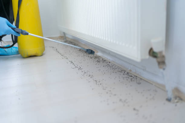 Reliable Helena, MT Pest Control Solutions